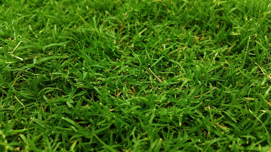 Close-up view of lush green grass, perfect for natural backgrounds.