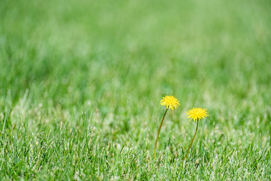 Two vibrant yellow dandelions blooming on a lush green lawn.