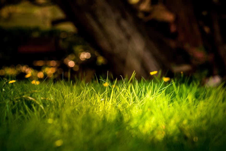 Bright green grass illuminated by sunlight, capturing a serene outdoor atmosphere.