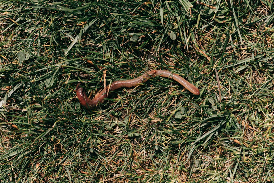 From above of earthworm crawling on field ground covered with green grass during summer day in nature