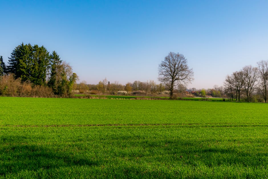 Lush green field under clear blue skies in Coesfeld, NRW, Germany.