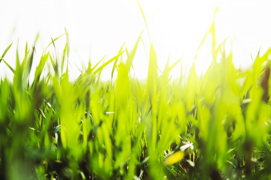A detailed capture of lively green grass blades bathed in warm sunlight, illustrating growth and nature.